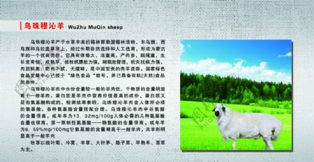 乌珠穆沁羊图片