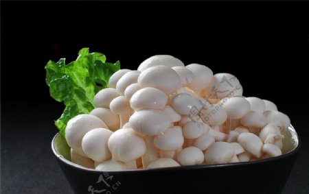 菌类白玉菇图片