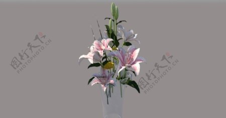 花艺玻璃花瓶花瓶植物图片