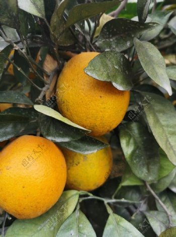 橙子树图片