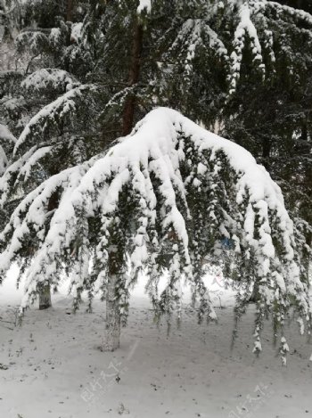 树枝上积雪图片