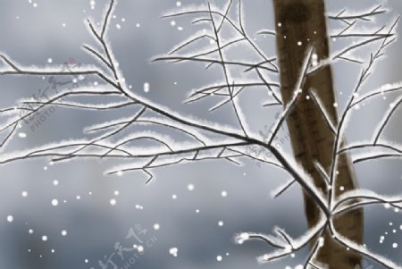 冬季树枝上落雪图片