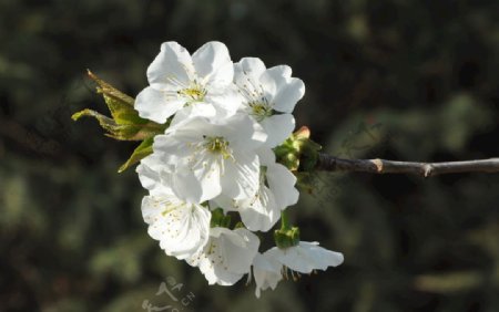 景观植物樱桃的花枝图片