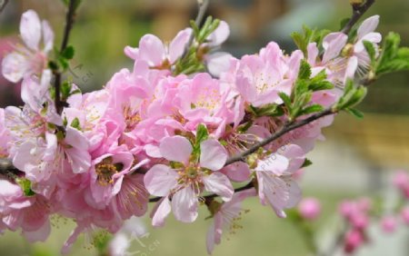 北方园林植物榆叶梅的花枝图片
