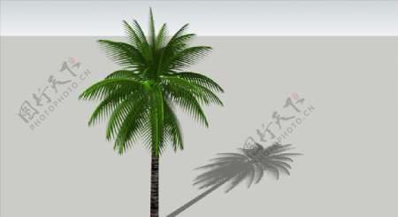 3D植物树木椰子树图片