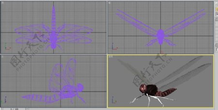 三维立体蜻蜓3D模型带贴图