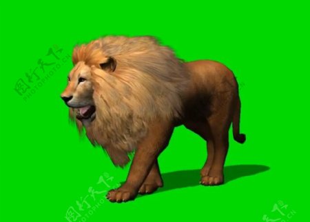 狮子绿幕抠像视频素材