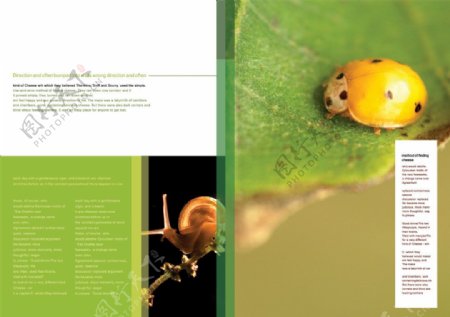 生物昆虫实验室画册PSD分层