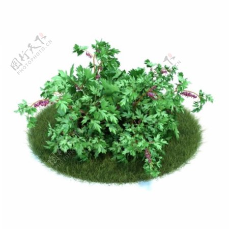绿色植物模型