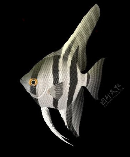 动物鱼类3d模型动植物模型免费下载3d模型免费下载9