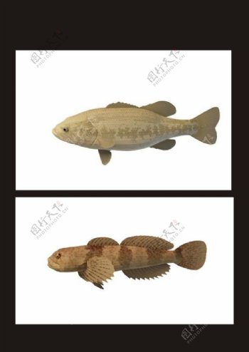 褐色鱼褐斑鱼3d模型