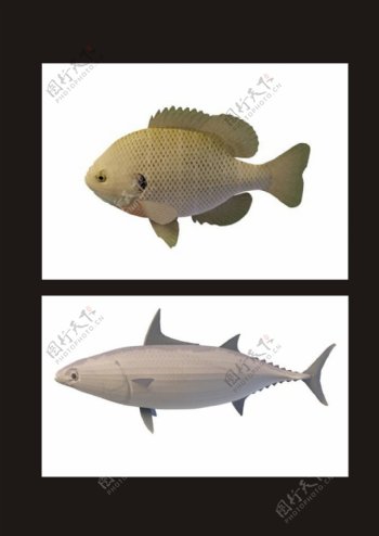 鲅鱼梭子鱼3d模型