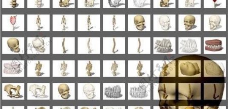 医学3D解剖骨架人体骨骼人类骨架