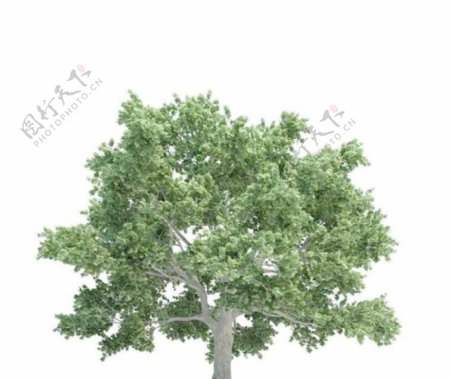 高精细糖槭树Acersaccharum带贴图