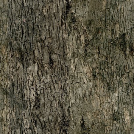 槭树日本羽扇槭Acerjaponicum带贴图
