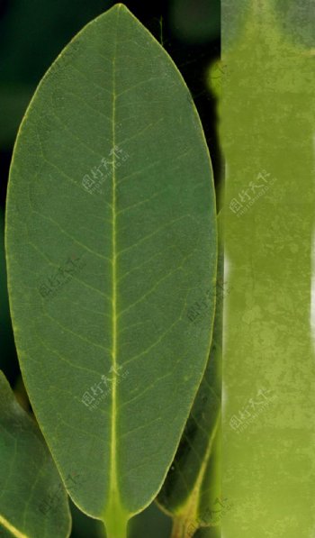 高精细植物005cordylineglauca