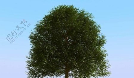 高精细榆树模型elmtree01