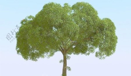 高精细杨柳树模型willow028