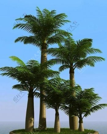 高精细椰子树棕榈树majestypalm01