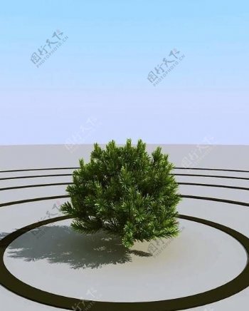 高精细小松树pinesmall106