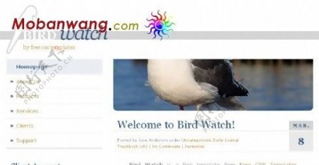鸟类观察BLOG网页模板