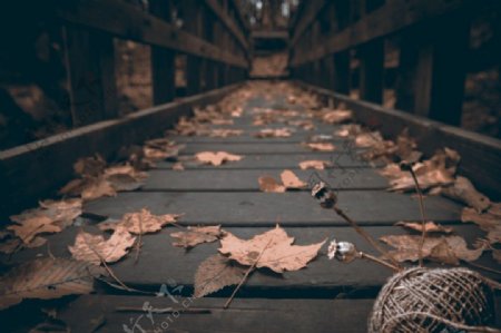 落叶的桥