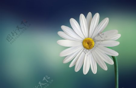 白色花朵雏菊