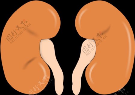 kidneyreins