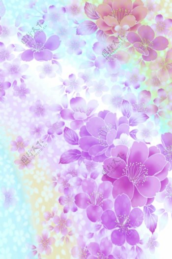 紫色色花瓣绚丽多彩