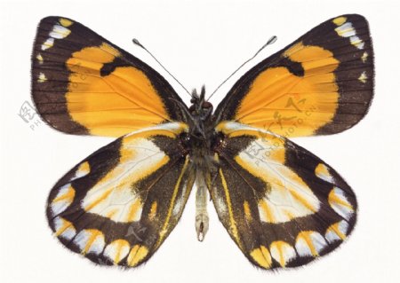 蝴蝶创作原始素材黄色翅膀
