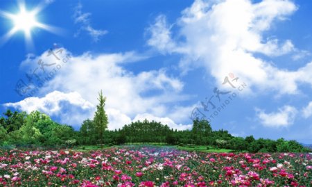 蓝天白云树林花园风景图片