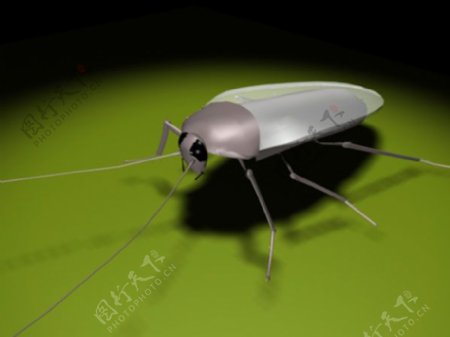 蟋蟀模型