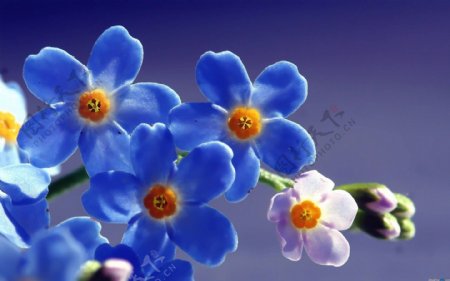唯美高清蓝色花朵