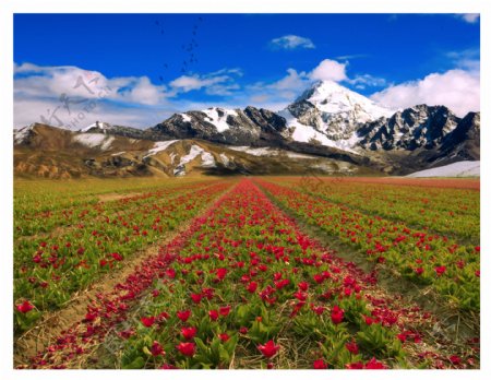 漫山红花