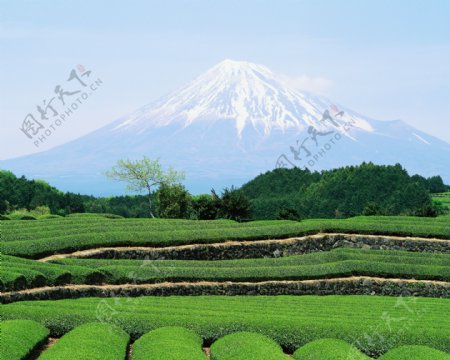 高清富士山茶园