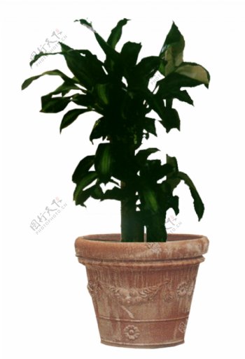 室内植物059