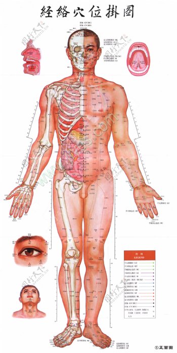 针灸穴位图