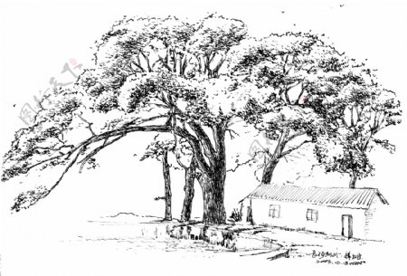 乡村大树手绘速写黑白画图片