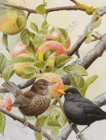 鸟雀与苹果图片