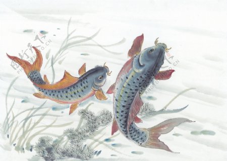 古图绘画动物鱼类生物