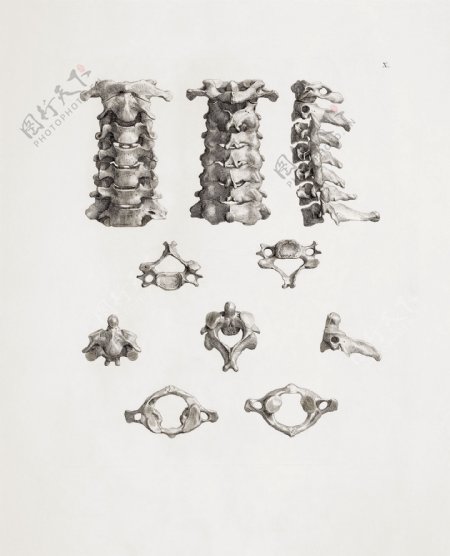 颈椎详图