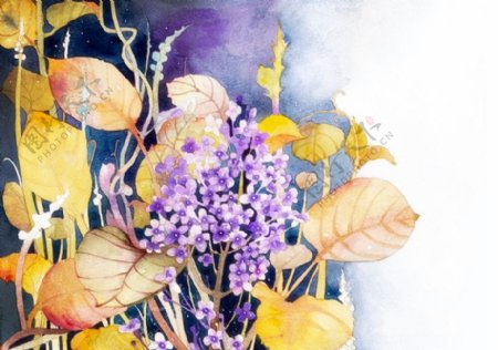 位图植物图案写意花卉花朵丁香花免费素材