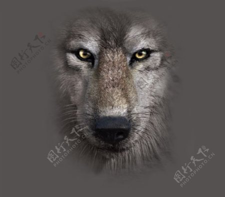 位图动物动物特写狼色彩免费素材