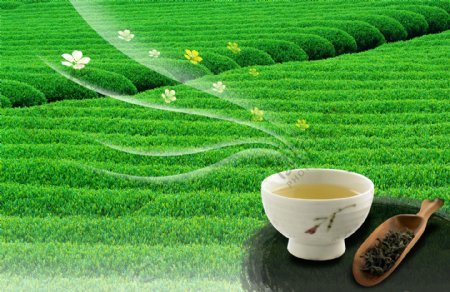 龙井茶图片