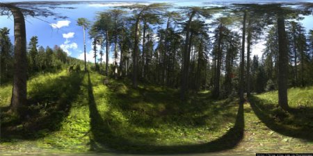 3Dmax全景贴图森林