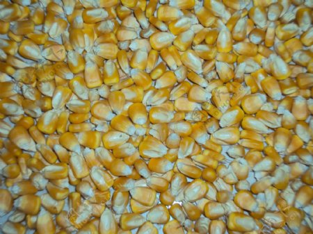 玉米籽粒