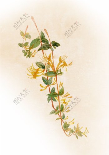 金银花植物绘