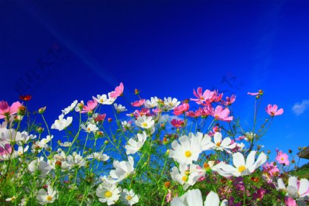 蓝天下的花丛
