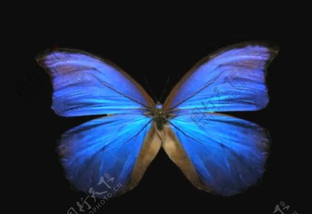 蓝色蝴蝶视频素材