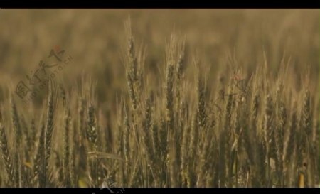 小麦视频素材图片